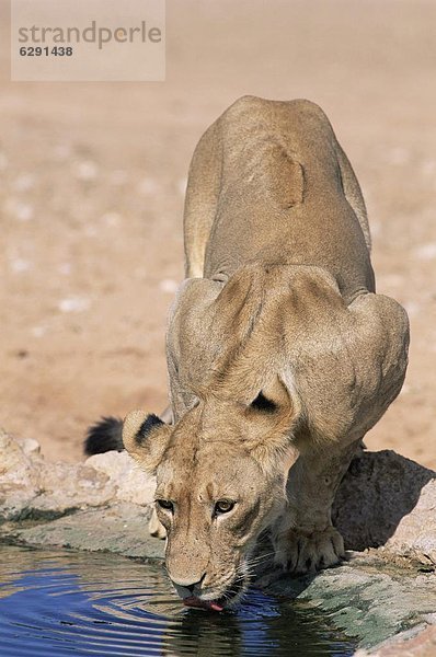 Südliches Afrika  Südafrika  Löwe  Panthera leo  Afrika