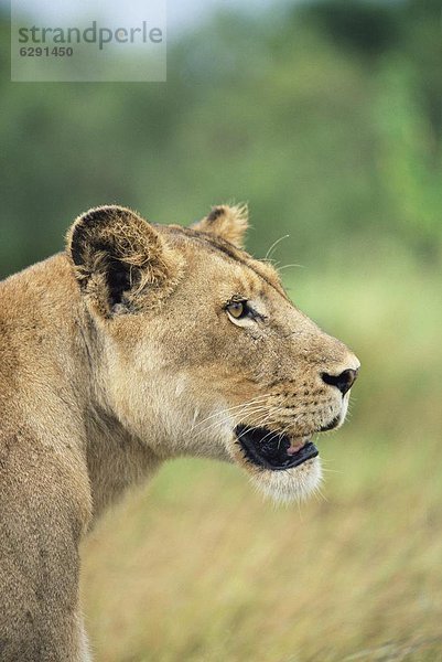 Südliches Afrika  Südafrika  Löwe  Panthera leo  Kruger Nationalpark  Afrika  Löwin