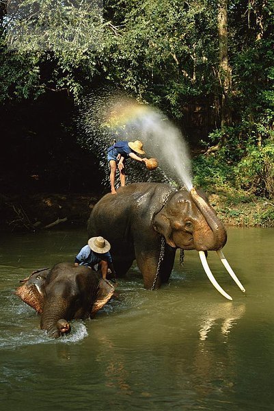 nahe  waschen  Fluss  Elefant  Thailand