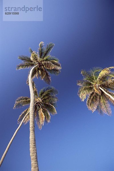 niedrig  Baum  Himmel  blau  Karibik  Westindische Inseln  Barbados  Mittelamerika  Ansicht  Flachwinkelansicht  3  Winkel  Bottom Bay