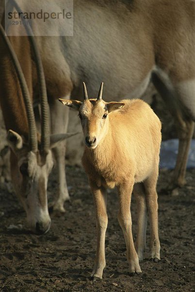 Nordafrika  Kairo  Hauptstadt  Zoo  Zoologischer Garten  Zoologische Gärten  Mutter - Mensch  Afrika  Baby  Ägypten