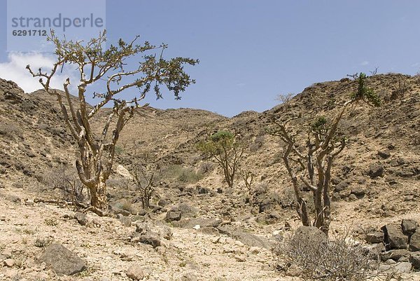 Baum  Hügel  Wachstum  ungestüm  Naher Osten  Kalkstein