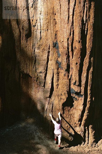 Waage - Messgerät  Baum  Wald  Figur  Nordamerika  Baumstamm  Stamm  Sequoia  Sequoia Nationalpark  Kalifornien