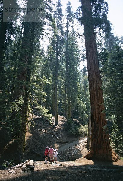 Nordamerika  Sequoia Nationalpark  Kalifornien