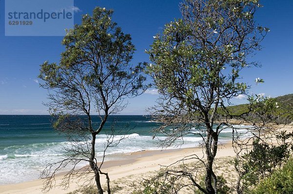 Strand  Baum  Küste  Meer  Pazifischer Ozean  Pazifik  Stiller Ozean  Großer Ozean  Australien  New South Wales  Tee