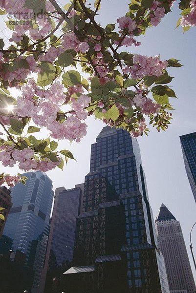 New York City  sehen  Straße  Nordamerika  Allee