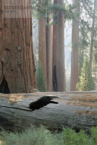 Nordamerika  Sequoia Nationalpark  Kalifornien