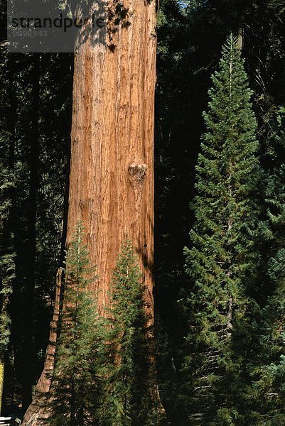 Nordamerika  Sequoia Nationalpark  Kalifornien