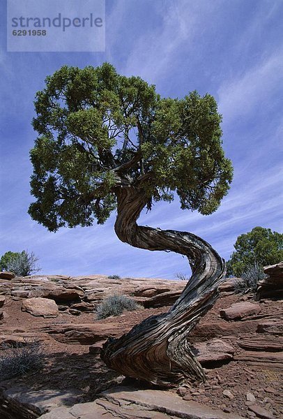 Nordamerika  Canyonlands Nationalpark  Utah