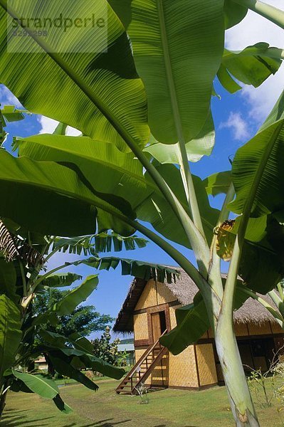 Fröhlichkeit Wohnhaus Pazifischer Ozean Pazifik Stiller Ozean Großer Ozean Wiederholung Kabine Französisch-Polynesien