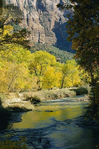 Amerika Baum Fluss Nordamerika Verbindung Regenwald Zion Nationalpark Utah