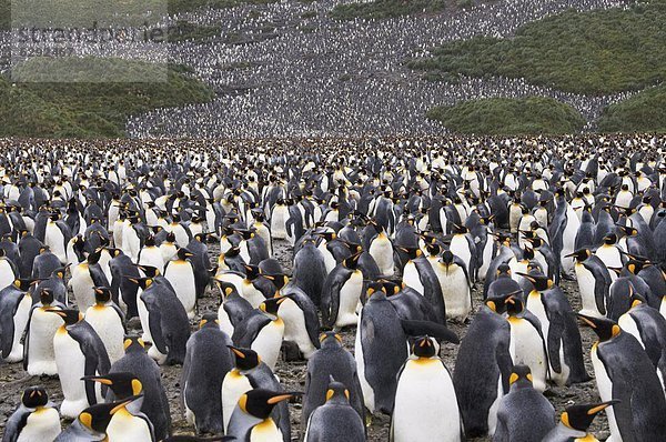 König Pinguine  Salisbury Plain  Südgeorgien  Süd-Atlantik