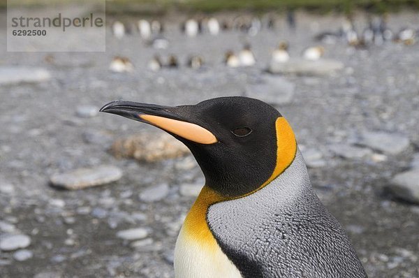 König Pinguin  St. Andrews Bay  Südgeorgien  Süd-Atlantik