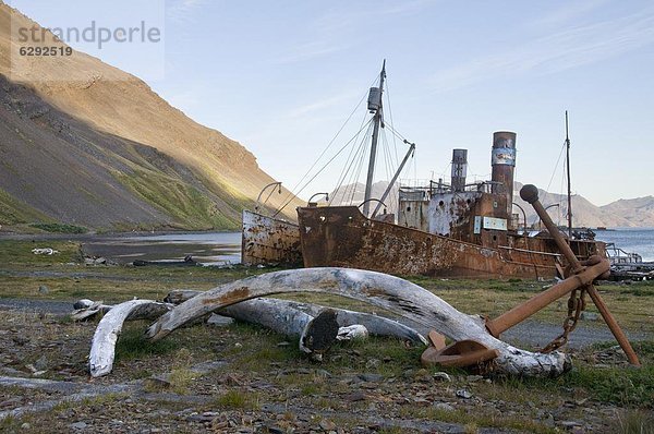 Alte Walfangstation  in Grytviken  Südgeorgien  Süd-Atlantik