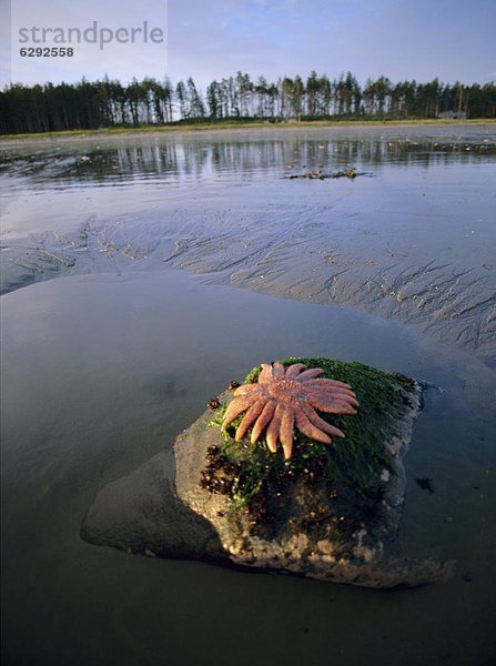 Strand  Nordamerika  Kanada  Queen Charlotte Islands