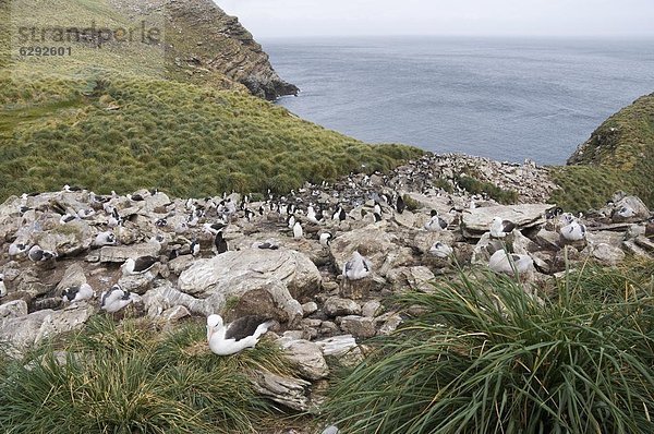 Kaiserpinguin  Aptenodytes forsteri  schwarz  Felsenpinguin  Eudyptes chrysocome  Albatros  Falklandinseln  Südamerika