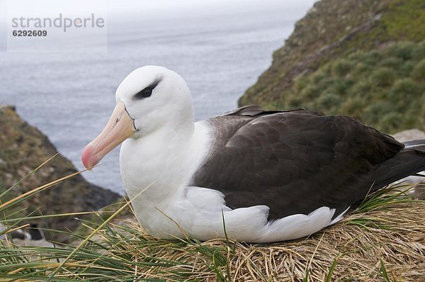 Schwarz Granada Albatross  West Point Island (Falklandinseln)  Südamerika
