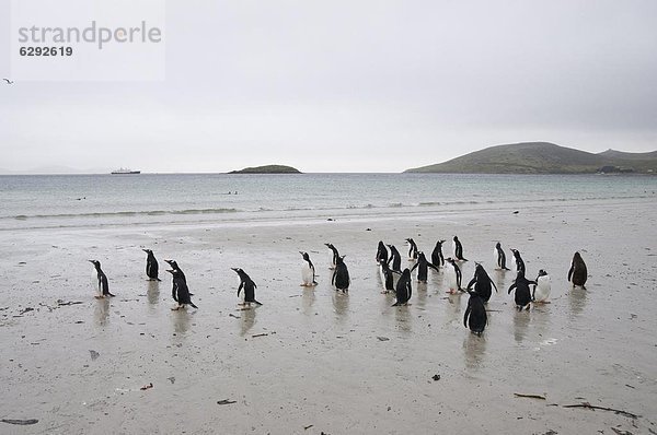 Falklandinseln  Südamerika