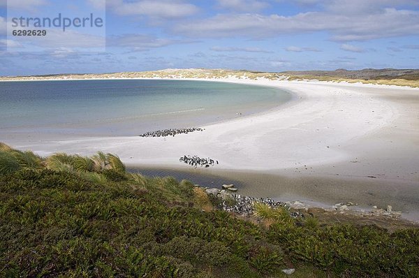Magellan-Pinguine  Yorke Bay  Port Stanley  Falklandinseln  Südamerika
