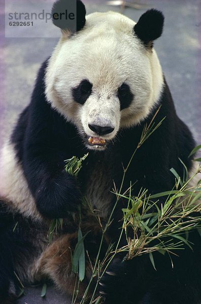 Bambus  essen  essend  isst  Panda