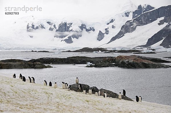 Adeliepinguine Mauser  Yalour Island  Antarktische Halbinsel  Antarktis  Polarregionen