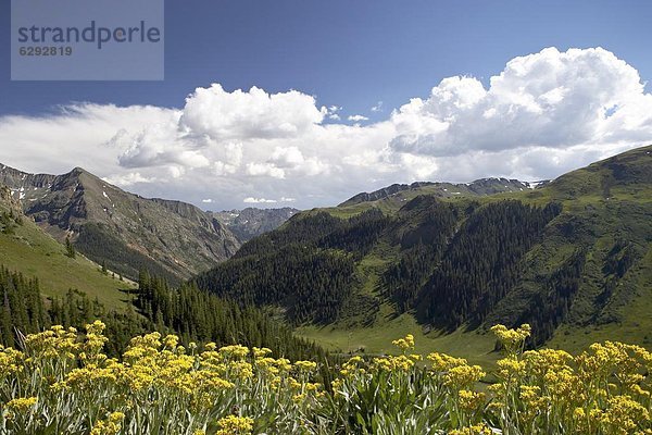 Vereinigte Staaten von Amerika  USA  nahe  Berg  Wildblume  Nordamerika  Zimt  Colorado