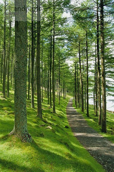 Europa  Baum  Großbritannien  Weg  Sonnenlicht  Kiefer  Pinus sylvestris  Kiefern  Föhren  Pinie  Cumbria  England