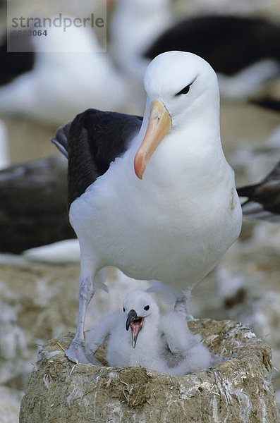 schwarz  Jungvogel  Erwachsener  Albatros  Falklandinseln  Südamerika