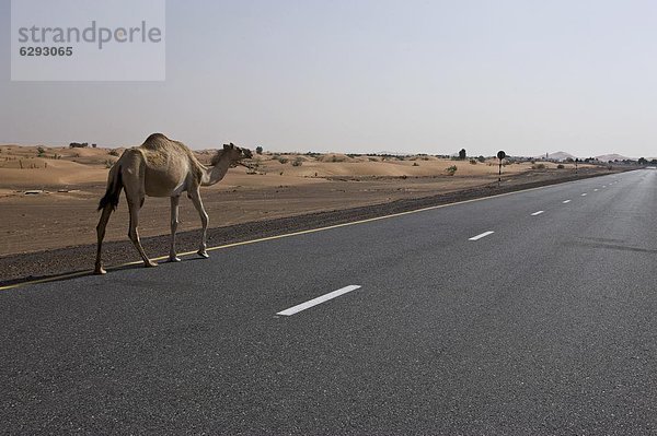 nahe  Vereinigte Arabische Emirate  VAE  gehen  Fernverkehrsstraße  Wüste  vorwärts  Einsamkeit  Naher Osten  Kamel  Dubai