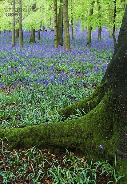 Europa  Großbritannien  Buckinghamshire  England