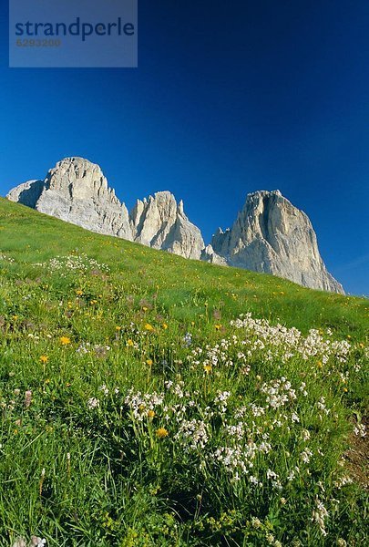 Europa  Blume  Ansicht  Dolomiten  Italien