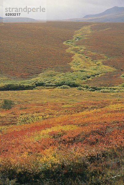 Nordamerika  rot  Birke  Kanada  September  Tundra  Yukon
