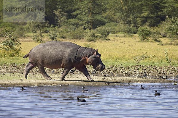 Ostafrika  Wasser  Flusspferd  Hippopotamus amphibius  Afrika  Kenia