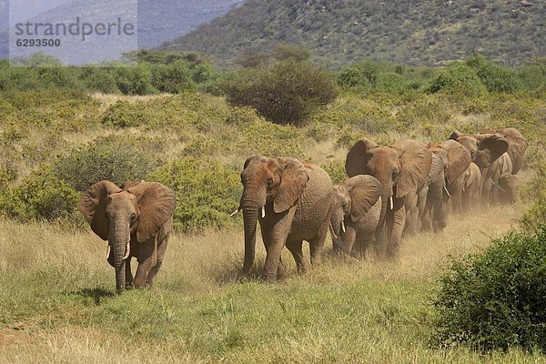 Ostafrika  Elefant  Afrika  Kenia  Linie