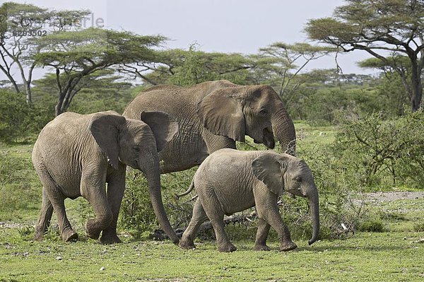 Ostafrika  Serengeti Nationalpark  Afrika  Tansania