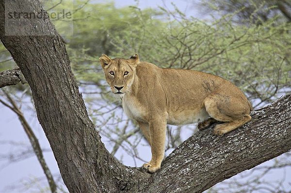 Ostafrika  hoch  oben  Raubkatze  Löwe  Panthera leo  Baum  Serengeti Nationalpark  Afrika  Löwe - Sternzeichen  Löwin  Tansania