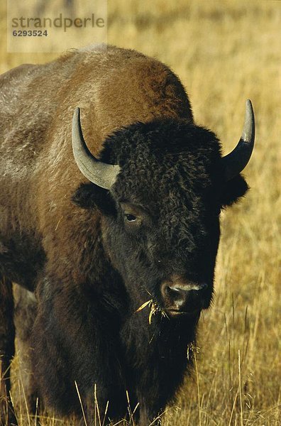 Vereinigte Staaten von Amerika  USA  Yellowstone Nationalpark  Bison  Wyoming