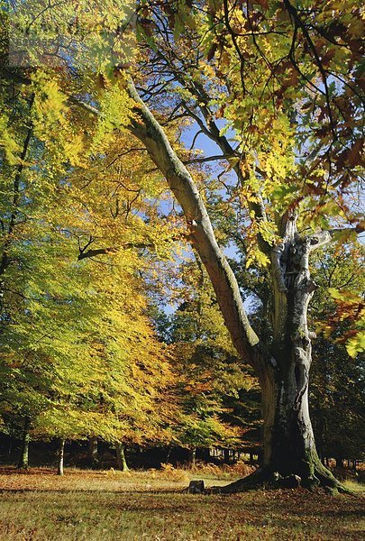 Großbritannien  Wald  Herbst  England  Hampshire