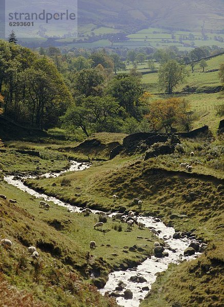 Europa  Großbritannien  Derbyshire  England  Peak District National Park