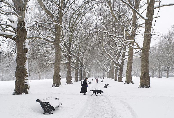 Europa  bedecken  Baum  Großbritannien  London  Hauptstadt  grün  England  Schnee
