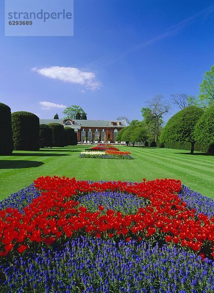 Rote Tulpen und die Orangerie  Kensington Gardens  London  England  Großbritannien