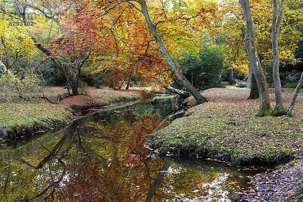 nebeneinander  neben  Seite an Seite  Europa  Großbritannien  Wald  Herbst  England  Laub  Hampshire  neu