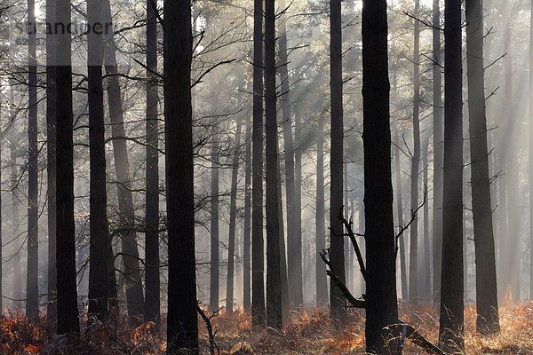 Europa Großbritannien Dunst Wald Holz Kiefer Pinus sylvestris Kiefern Föhren Pinie England Hampshire neu