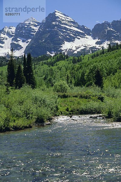 Espe  Populus tremula  Vereinigte Staaten von Amerika  USA  Hektik  Druck  hektisch  See  Nordamerika  füttern  nähern  Rocky Mountains  braun  Colorado