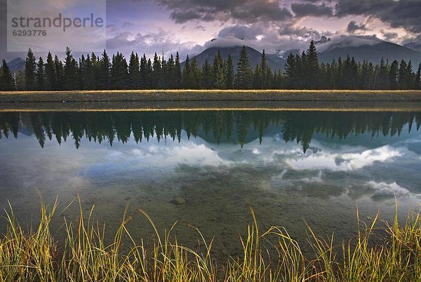 nebeneinander  neben  Seite an Seite  fangen  Morgen  Ereignis  Wachstum  Fluss  früh  Nordamerika  Sonnenlicht  Gras  Banff Nationalpark  UNESCO-Welterbe  Alberta  Kanada