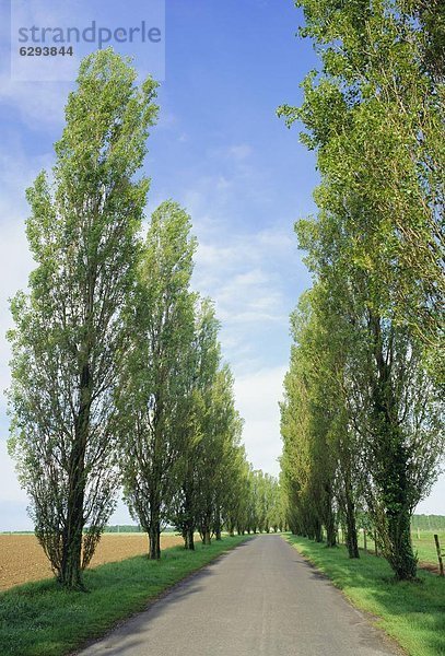 nahe  Frankreich  Europa  Baum  Fernverkehrsstraße  Menschenreihe  typisch  Seine-Maritime