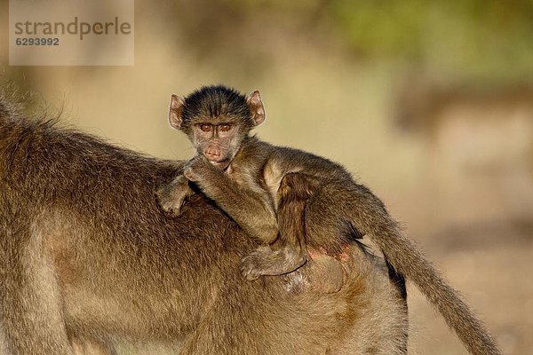 Südliches Afrika  Südafrika  fahren  Säuglingsalter  Säugling  Kruger Nationalpark  Afrika  Pavian