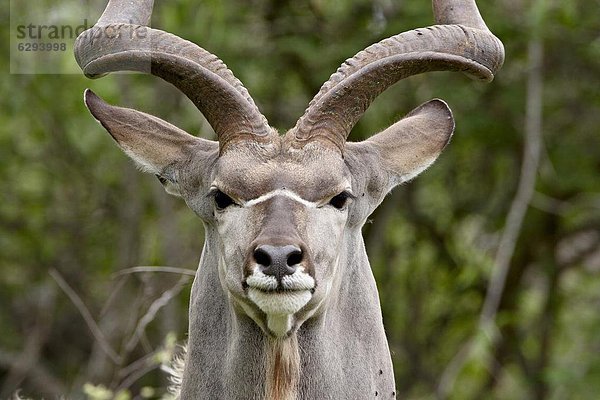 Männliche große Kudu (Tragelaphus Strepsiceros)  Krüger Nationalpark  Südafrika  Afrika