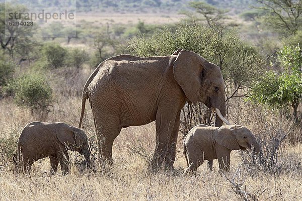 Ostafrika  Elefant  2  Kind  Mutter - Mensch  Afrika  Kenia