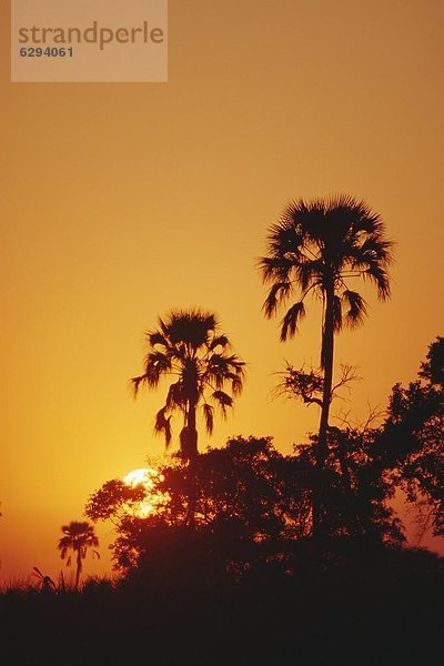 Sonnenuntergang  Afrika  Botswana  Okavangodelta